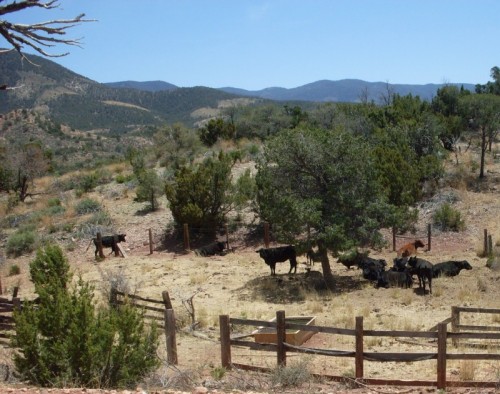 Cows_5-4-09 Cows and Calves.