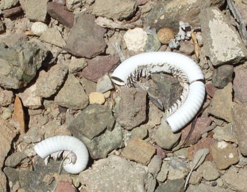 Millipedes_5-4-09 This is a sun bleached millipede shell.