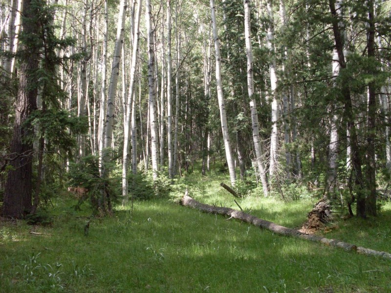 Aspens_6-17-09