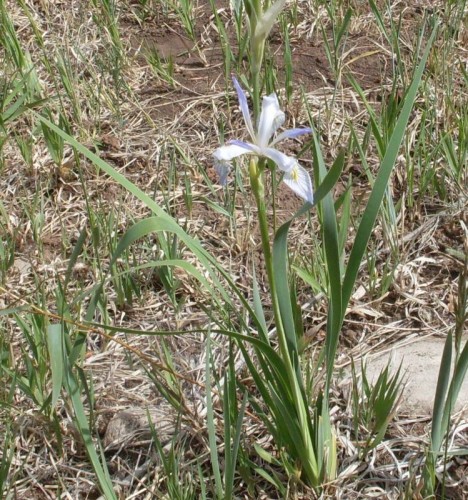 Wild iris. A clearing near the dirt road and truck had many of these ready to bloom.