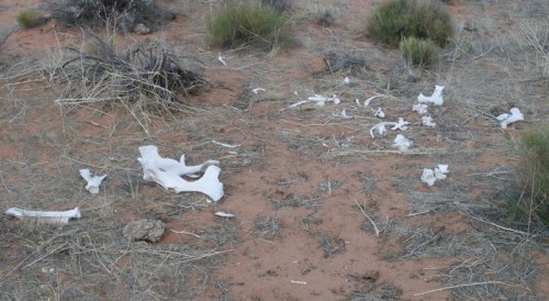 Cow bones.