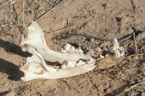 Coyote bone.