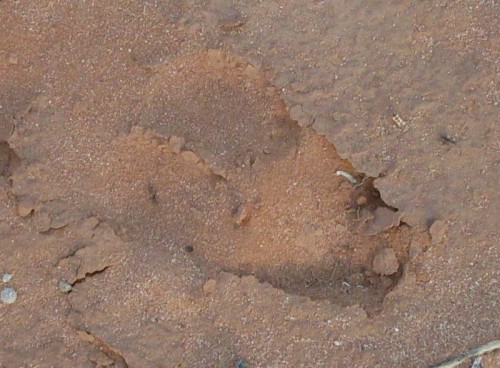 Animal track.