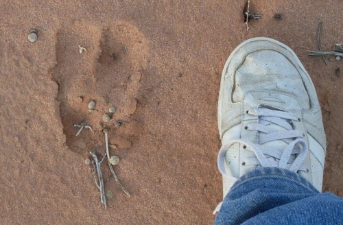 Animal track.