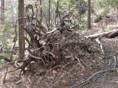 Roots.