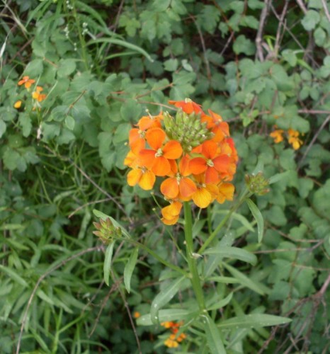 7-21-09_OrangeYellow Flowers.