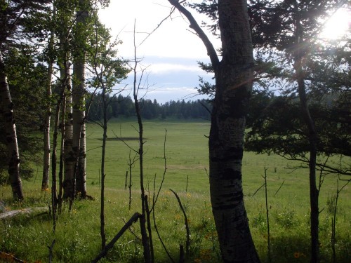 7-21-09_Pasture Pasture.