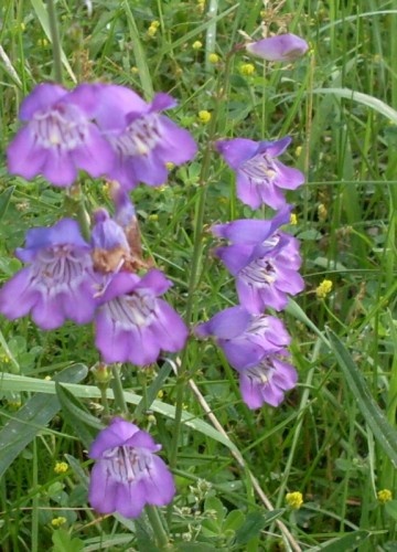 7-21-09_PurpleBells Flowers.