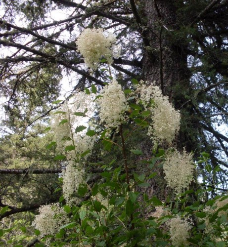 7-21-09_TallWhite Flowers.