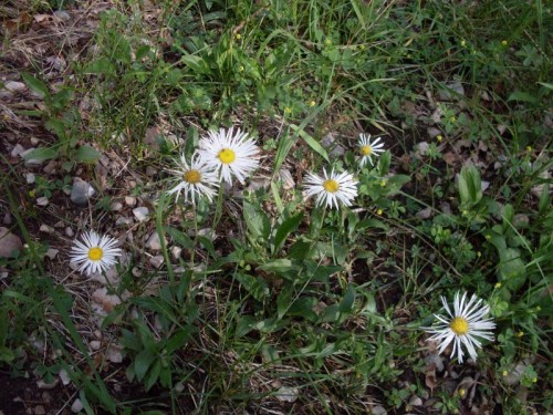 7-21-09_WhiteAndYellow Flowers.