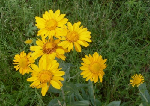 7-21-09_Yellow Flowers.