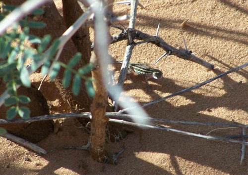 This lizard is about 1.5 inches long.