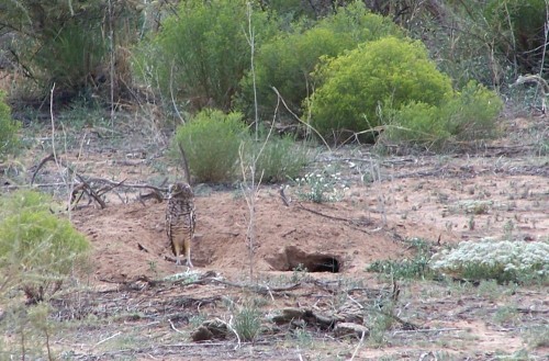 Burrowing owl.