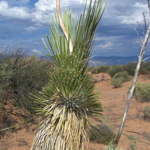 Yucca with eaten leaves.