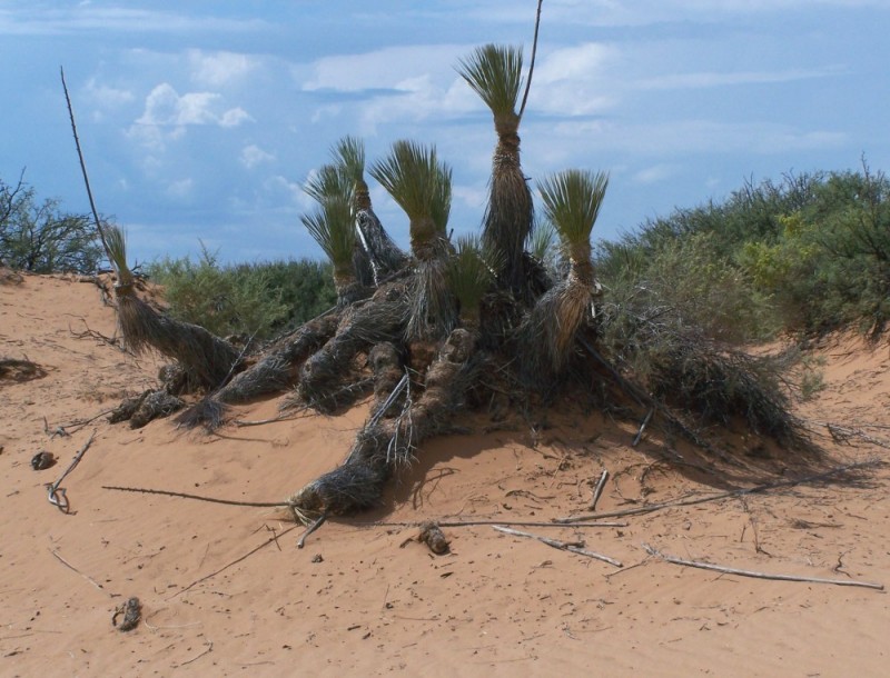 9-6-09_Yuccas