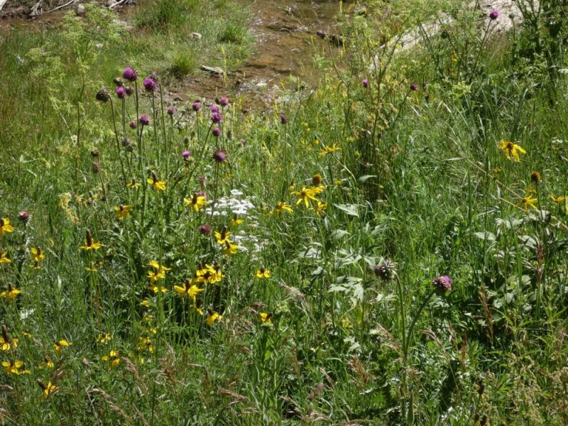 7-21-09_FlowerField