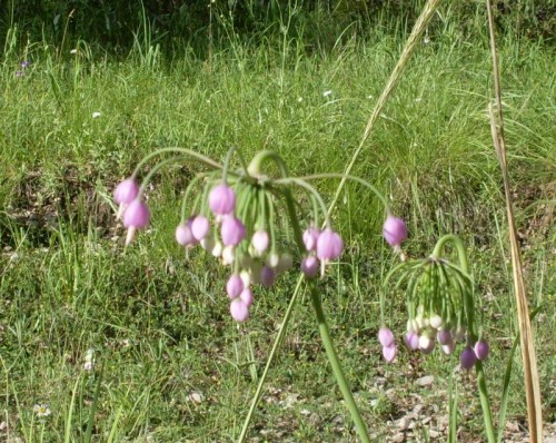 7-21-09_PurpleBulbs Flowers.