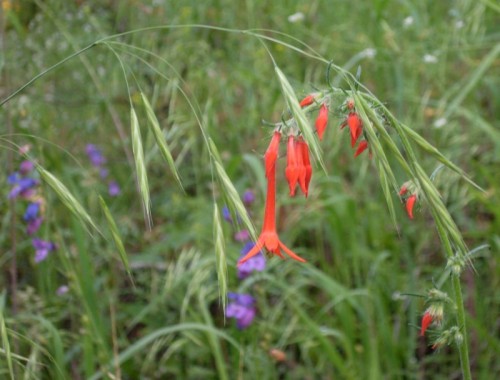 7-21-09_Red Flowers.