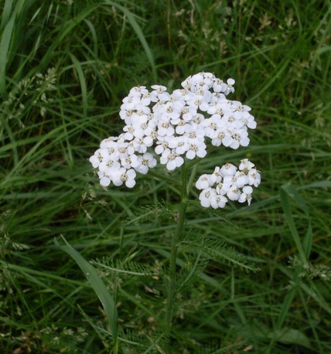 7-21-09_White Flowers.