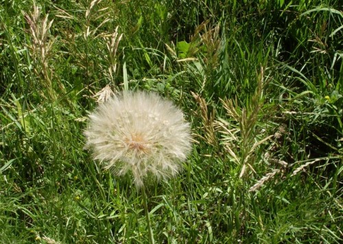 7-21-09_WhitePuff Flowers.