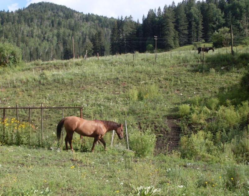 8-2-09_Horses