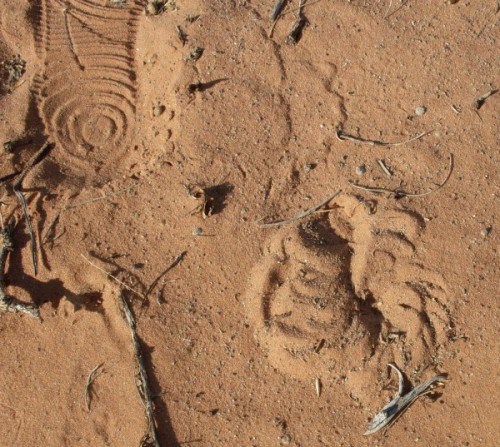 Possibly a lizard wiggled into the sand here.