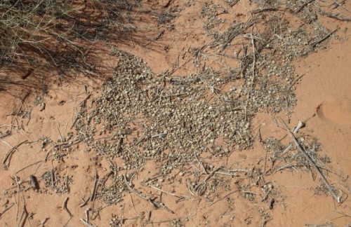 Rabbit pellets.