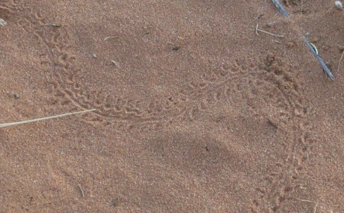 Lizard or insect tracks.