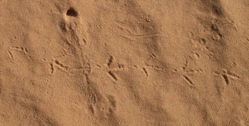 Bird tracks.