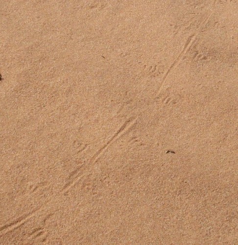 Lizard tracks.