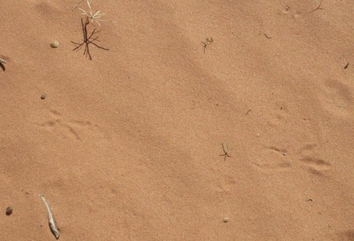 Roadrunner tracks.