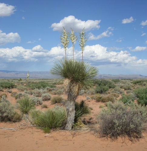 Yucca.