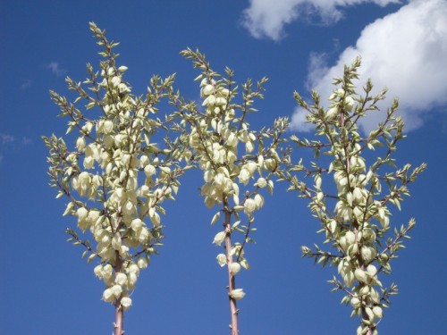 Yucca blooms.