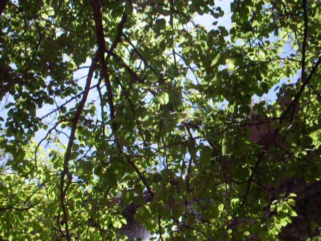 WaterfallTreesSky_5-4-09