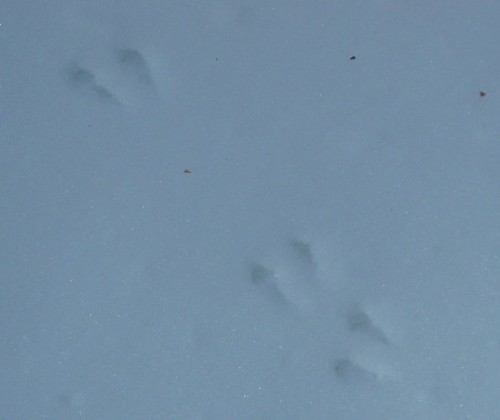 Tracks 4