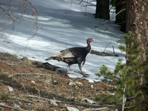 Wild Turkey
