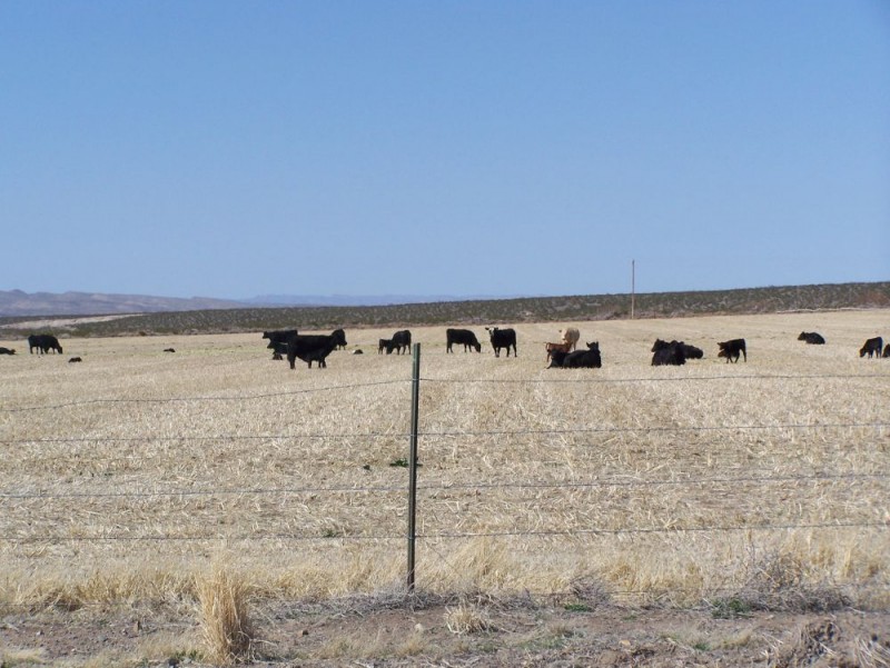 3-21-10 Cows
