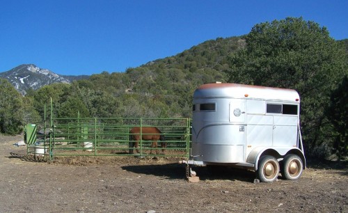 Horse