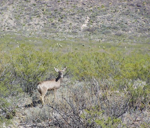 Deer