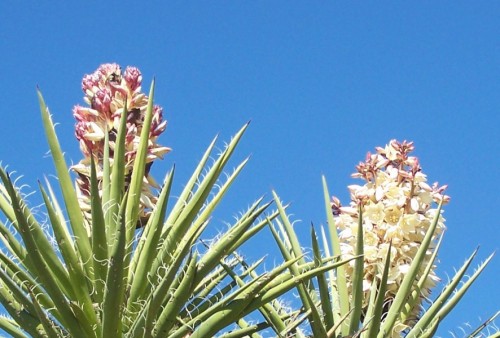 Yucca Blooms