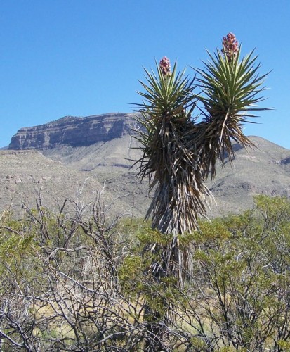 Yucca With Blooms