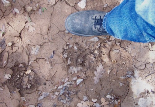 Bear Tracks and Boot
