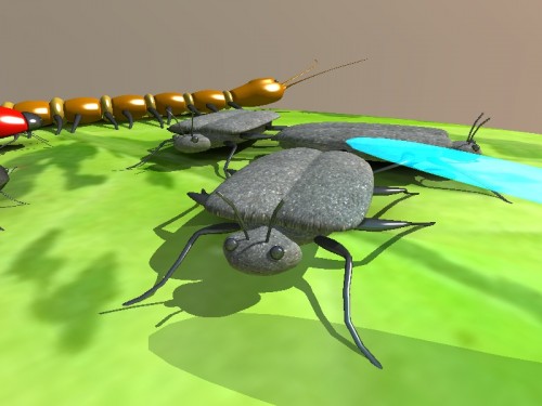 Info Bugs Beetle
