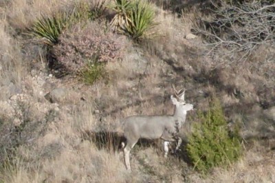 Deer