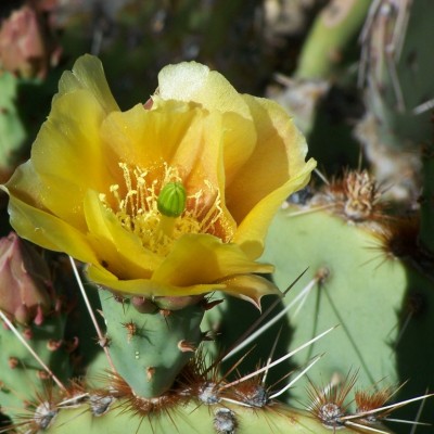 Cactus Flower