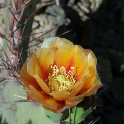Cactus Flower