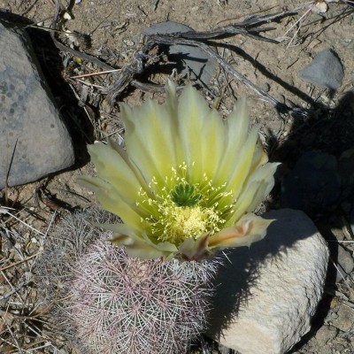 Cactus Flower
