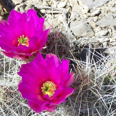 Cactus Flowers
