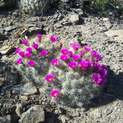 Cactus With Flowers