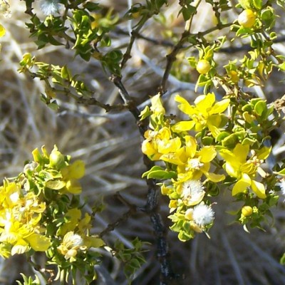 Creosote Flowers